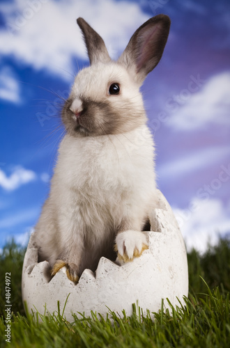 Photo: Rabbit in grass Rabbit in grass