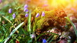 Video: Closeup scilla siberica flower near logs. Closeup scilla siberica flower near logs.