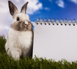 Copyspace blank paper and bunny