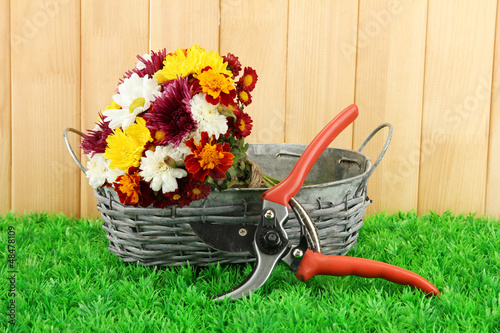 Photo: Secateurs with flowers in basket on fence background Secateurs with flowers in basket on fence background