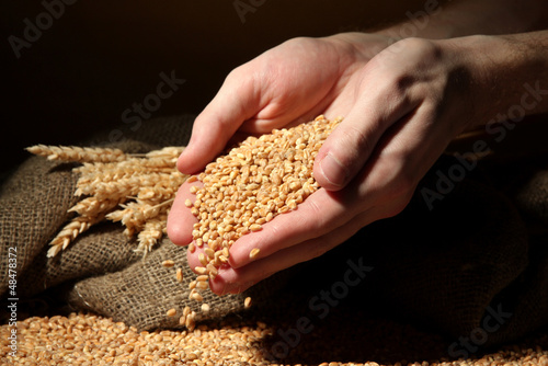 Photo: man hands with grain, on brown background man hands with grain, on brown background