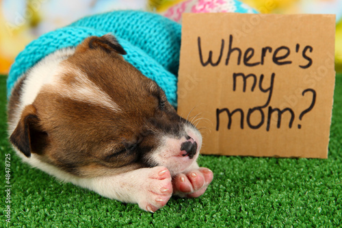 Photo: Abandoned little puppy seeking home Abandoned little puppy seeking home