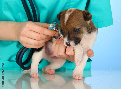 Photo: Beautiful little puppy Beautiful little puppy