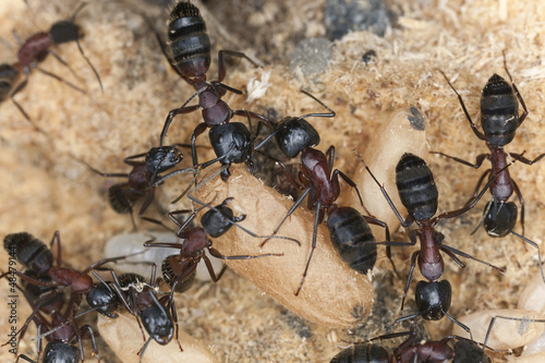 Photo: Carpenter ant, Camponotus herculeanus, rescuing egg Carpenter ant, Camponotus herculeanus, rescuing egg