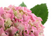 Hortensienblüte