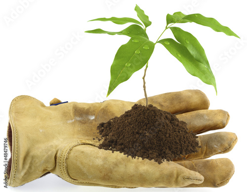 Photo: gant de cuir tenant un jeune arbre gant de cuir tenant un jeune arbre