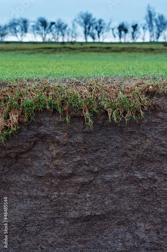 Photo: grass cross section grass cross section
