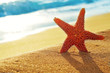 seastar on the sand of a beach