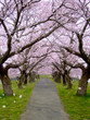 桜のトンネル（花吹雪あり）