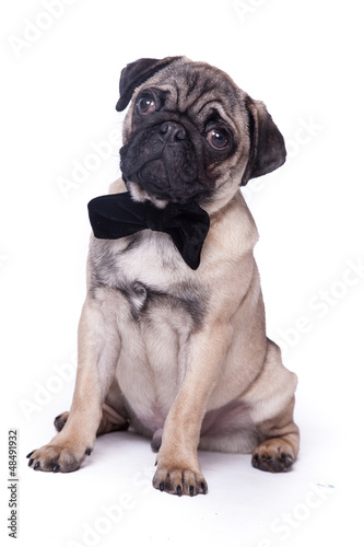 Photo: Mops mit schwarzer Fliege Mops mit schwarzer Fliege