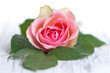 Photo: Rose mit grünen Blättern auf Holz Rose mit grünen Blättern auf Holz