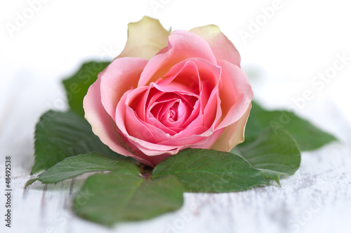 Photo: Rose mit grünen Blättern auf Holz Rose mit grünen Blättern auf Holz