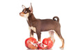 small chocolate puppy with pomegranates