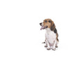 Beagle on white background