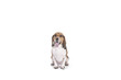 Beagle on white background
