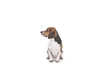 Beagle on white background