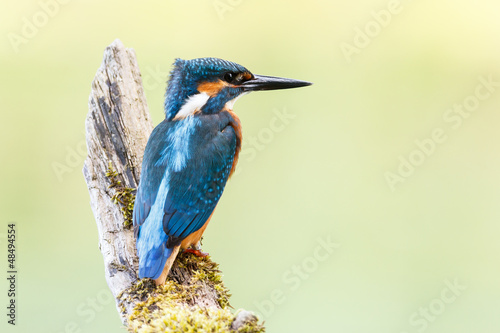 Photo: a kingfisher on a stick a kingfisher on a stick