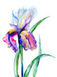 Iris flowers