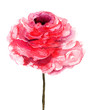 Rose flower