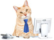 Cat in the office.