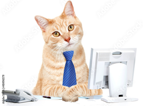 Photo: Cat in the office. Cat in the office.