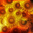 Flowers on bright a background