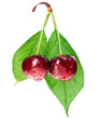 Photo: Pair of red wet cherry fruit on stem with green leaf isolated on Pair of red wet cherry fruit on stem with green leaf isolated on