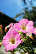 Foto: pink petunia blossom pink petunia blossom
