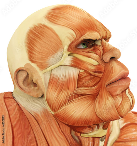Illustration: male super muscle close up face male super muscle close up face