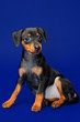 Photo: Miniature Pinscher puppy, 2 months old Miniature Pinscher puppy, 2 months old
