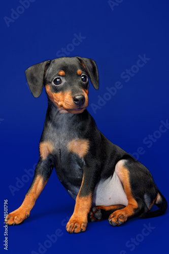 Photo: Miniature Pinscher puppy, 2 months old Miniature Pinscher puppy, 2 months old