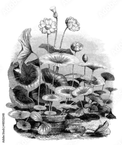 Illustration: Lotus (Nelumbium Speciosum) Lotus (Nelumbium Speciosum)
