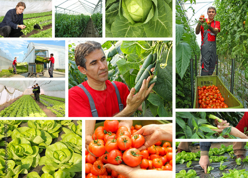 Photo: Greenhouse - tomato, cucumber, pepper, lettuce, cabbage Greenhouse - tomato, cucumber, pepper, lettuce, cabbage