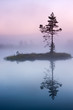 Tree on an isle in misty morning