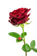 Perlenrose