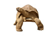 Gian Tortoise to use for retouche