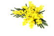 mimosa