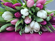 Tulpen weiß und Lila