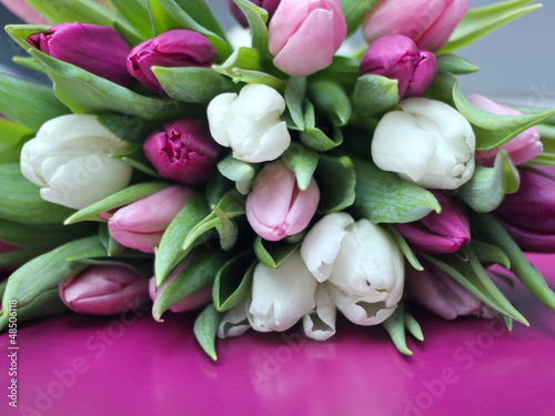 Photo: Tulpen weiß und Lila Tulpen weiß und Lila