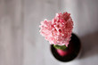 Hyacinth