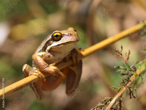 Photo: Litoria ewingii Litoria ewingii