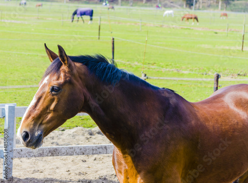 Photo: Beautiful bay horse on the farm field Beautiful bay horse on the farm field