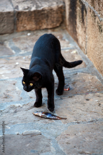 Photo: Cat and fish Cat and fish