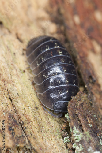 Photo: Woodlouse, extreme macro close-up with high magnification Woodlouse, extreme macro close-up with high magnification