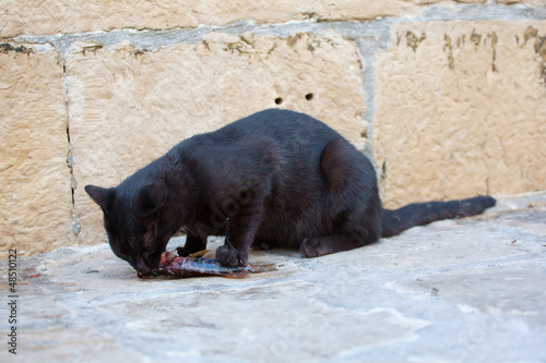 Photo: Cat and fish Cat and fish