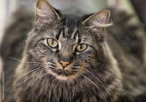 Photo: Tabby cat Tabby cat