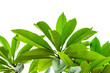 green leaves isolated on white background