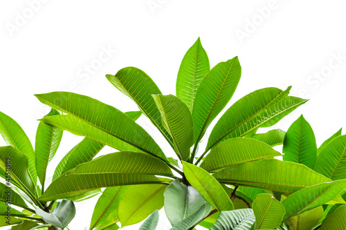 Photo: green leaves isolated on white background green leaves isolated on white background