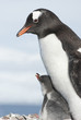 Gentoo penguin adult and chick