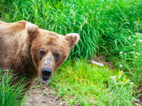 Photo: Bear on Alaska Bear on Alaska